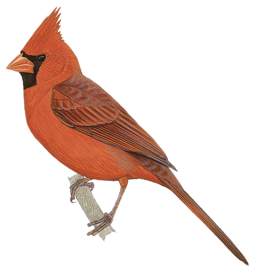 Northern Cardinal / Cardinalis cardinalis
