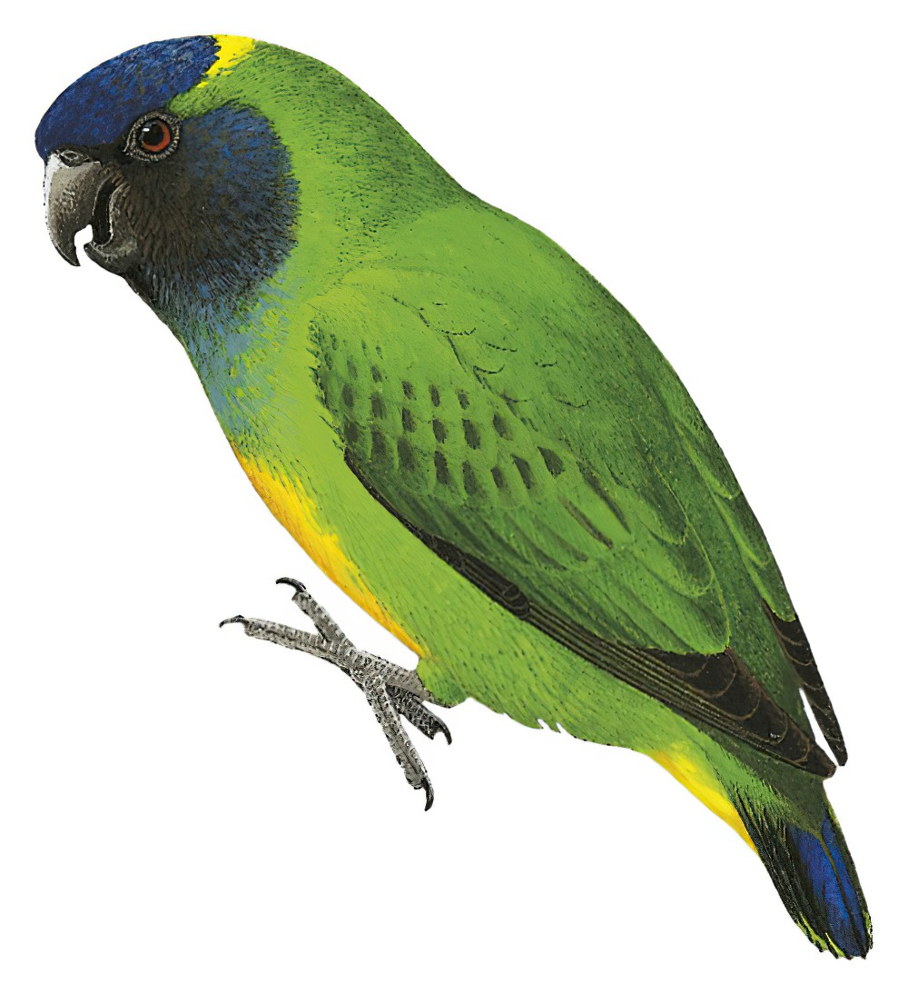 Geelvink Pygmy-Parrot / Micropsitta geelvinkiana