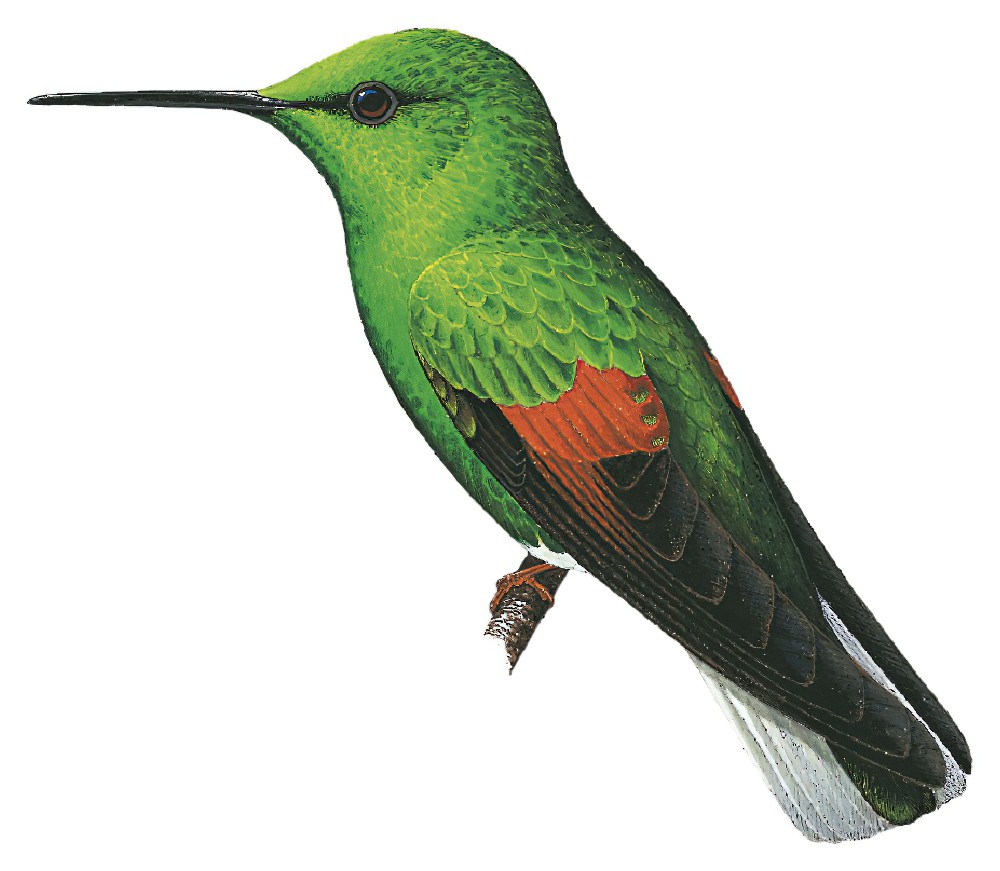 White-tailed Hummingbird / Eupherusa poliocerca