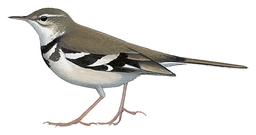 Forest Wagtail / Dendronanthus indicus