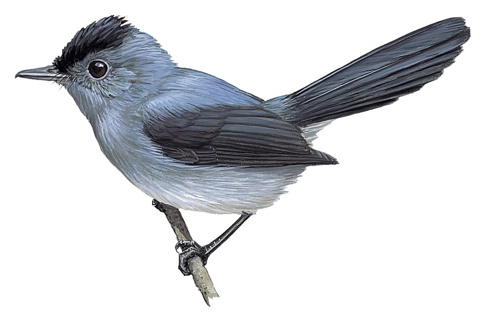 Dusky Crested-Flycatcher / Elminia nigromitrata