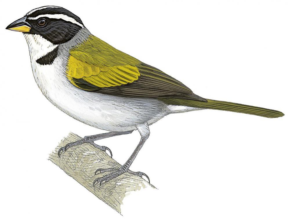 Pectoral Sparrow / Arremon taciturnus