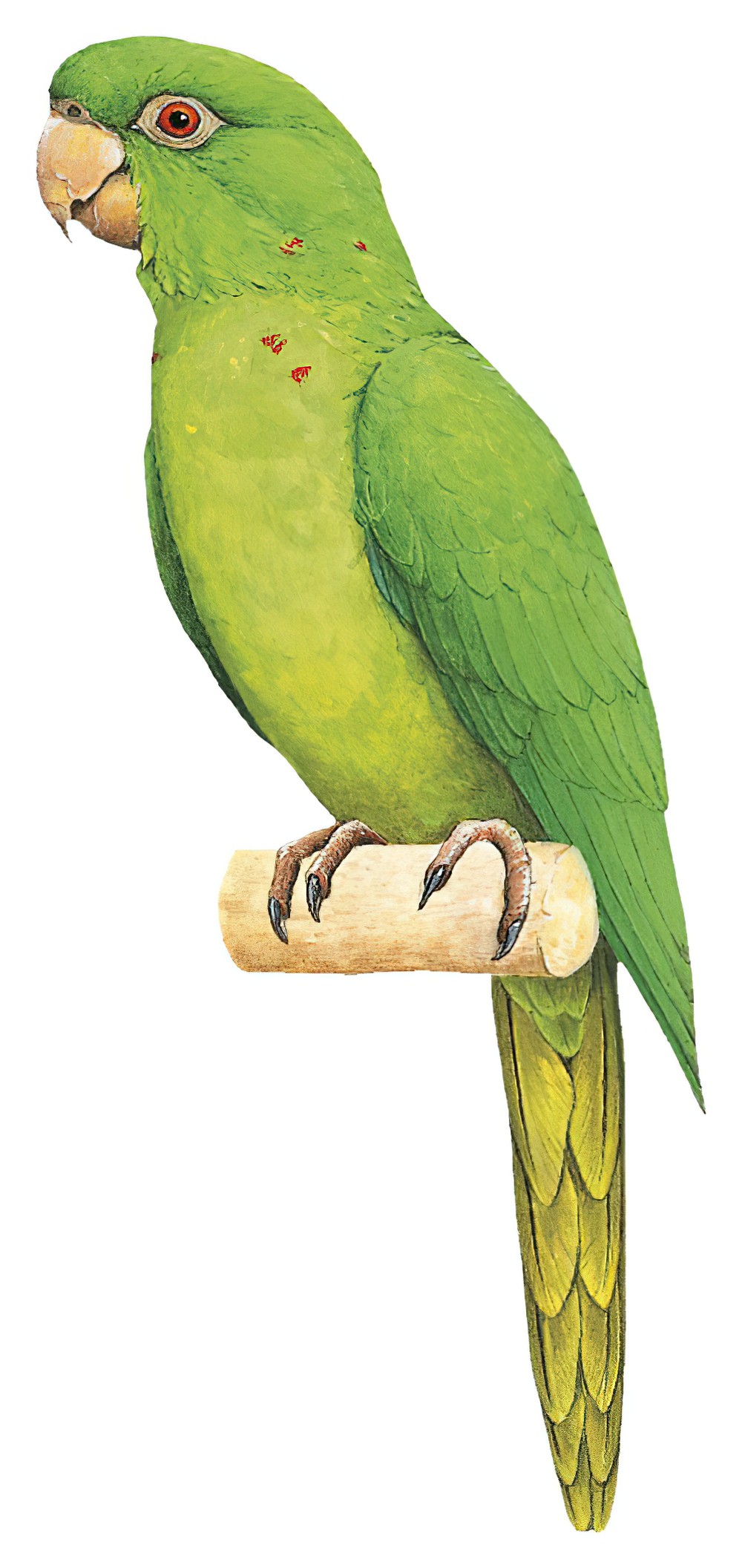 Green Parakeet / Psittacara holochlorus