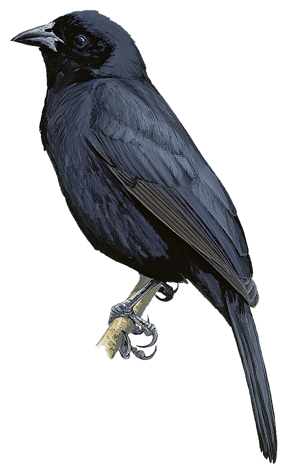 Bolivian Blackbird / Oreopsar bolivianus
