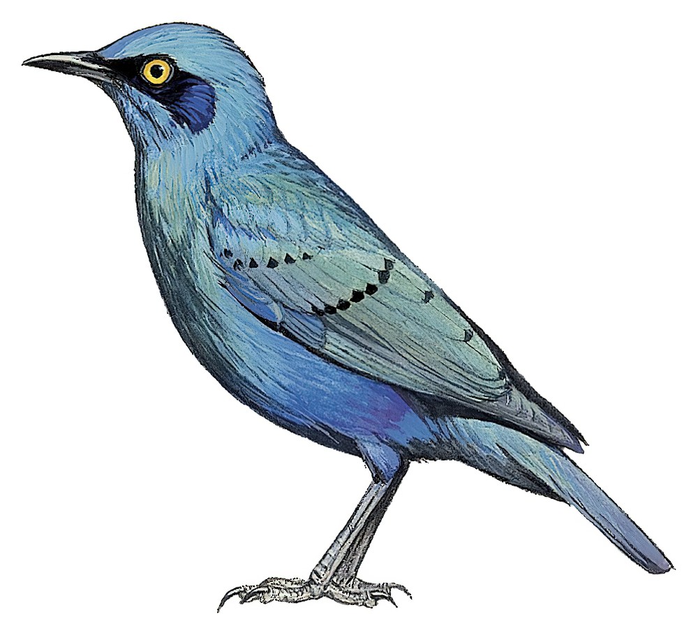 Lesser Blue-eared Starling / Lamprotornis chloropterus