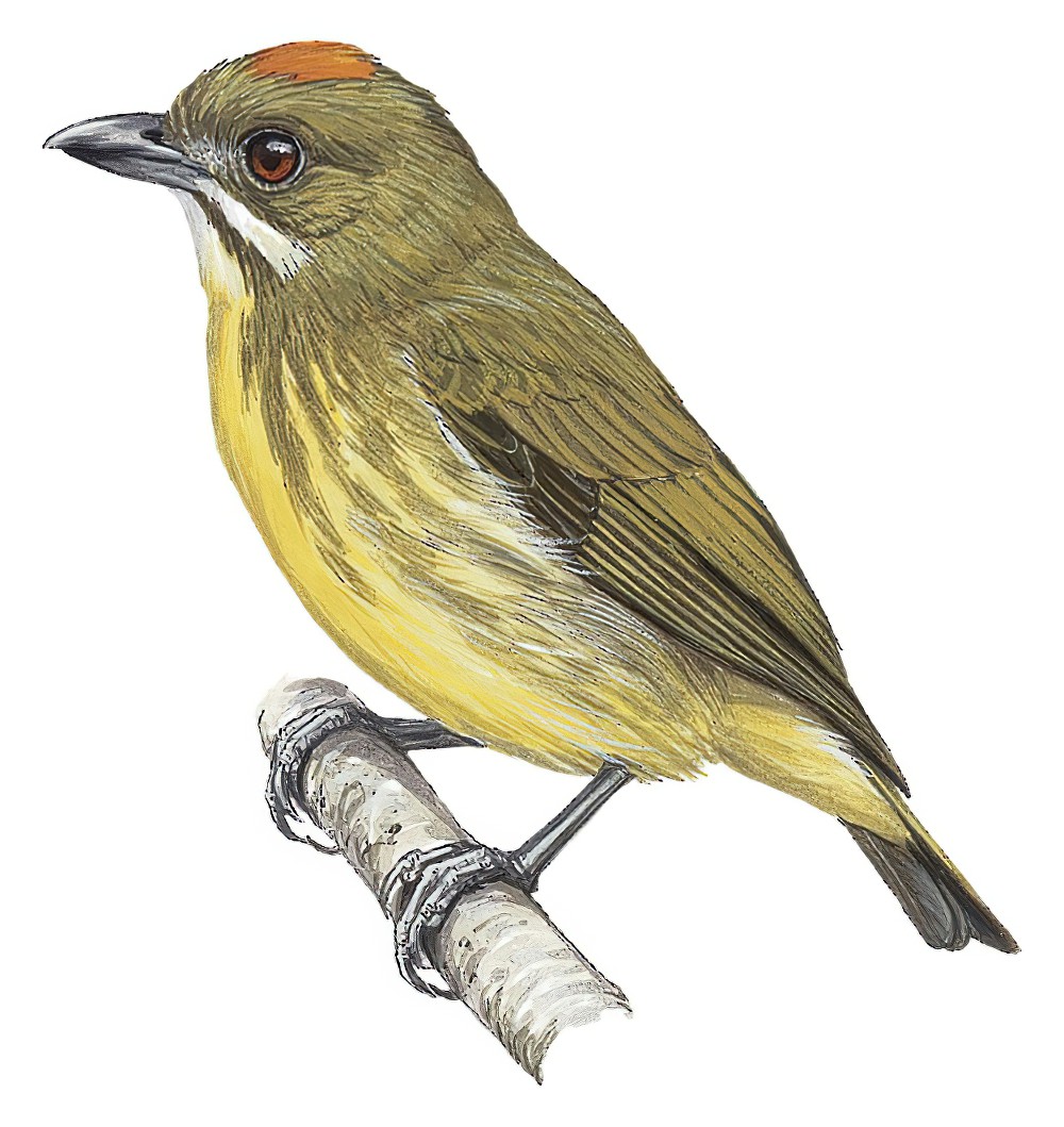 Yellow-breasted Flowerpecker / Prionochilus maculatus