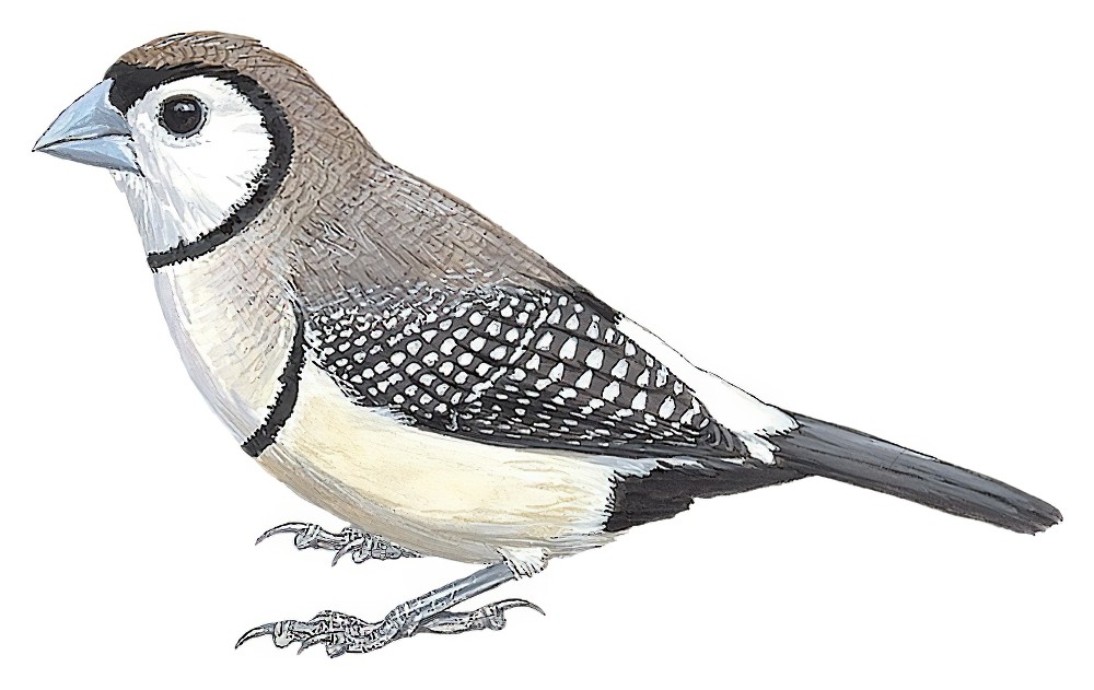 Double-barred Finch / Taeniopygia bichenovii