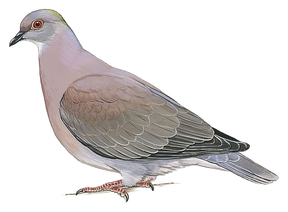 Pale-vented Pigeon / Patagioenas cayennensis