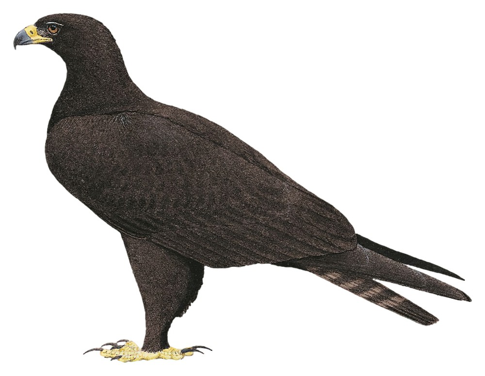 Black Eagle / Ictinaetus malaiensis