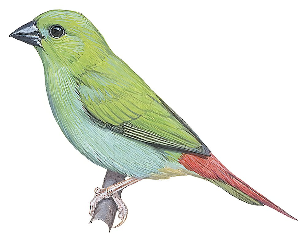 Green-faced Parrotfinch / Erythrura viridifacies