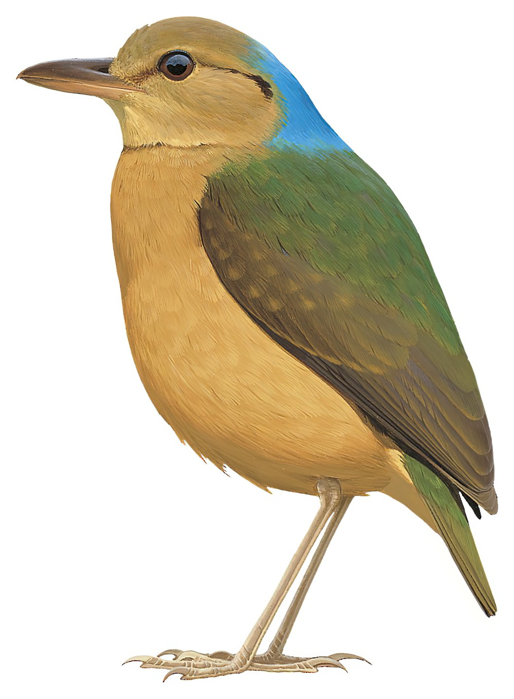Blue-naped Pitta / Hydrornis nipalensis