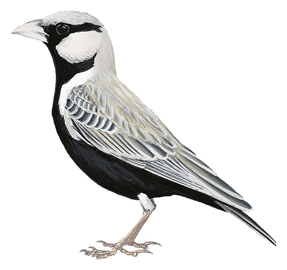 Ashy-crowned Sparrow-Lark / Eremopterix griseus