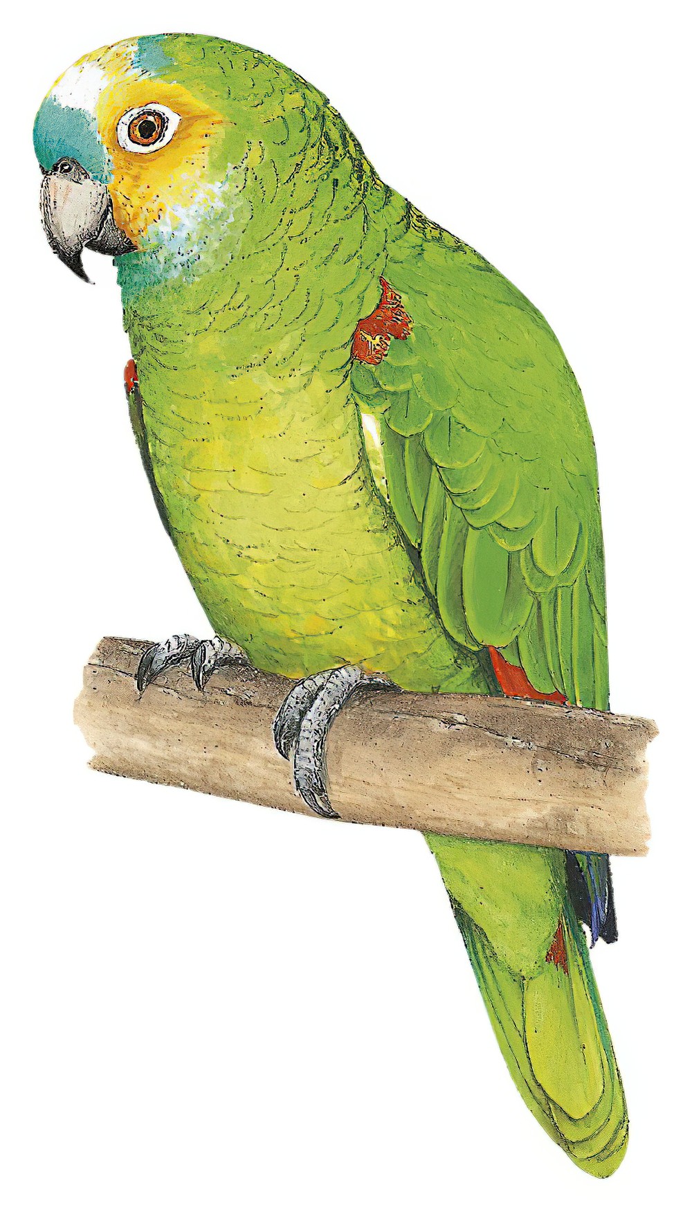 Turquoise-fronted Parrot / Amazona aestiva