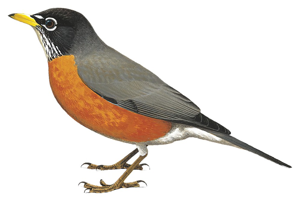 American Robin / Turdus migratorius
