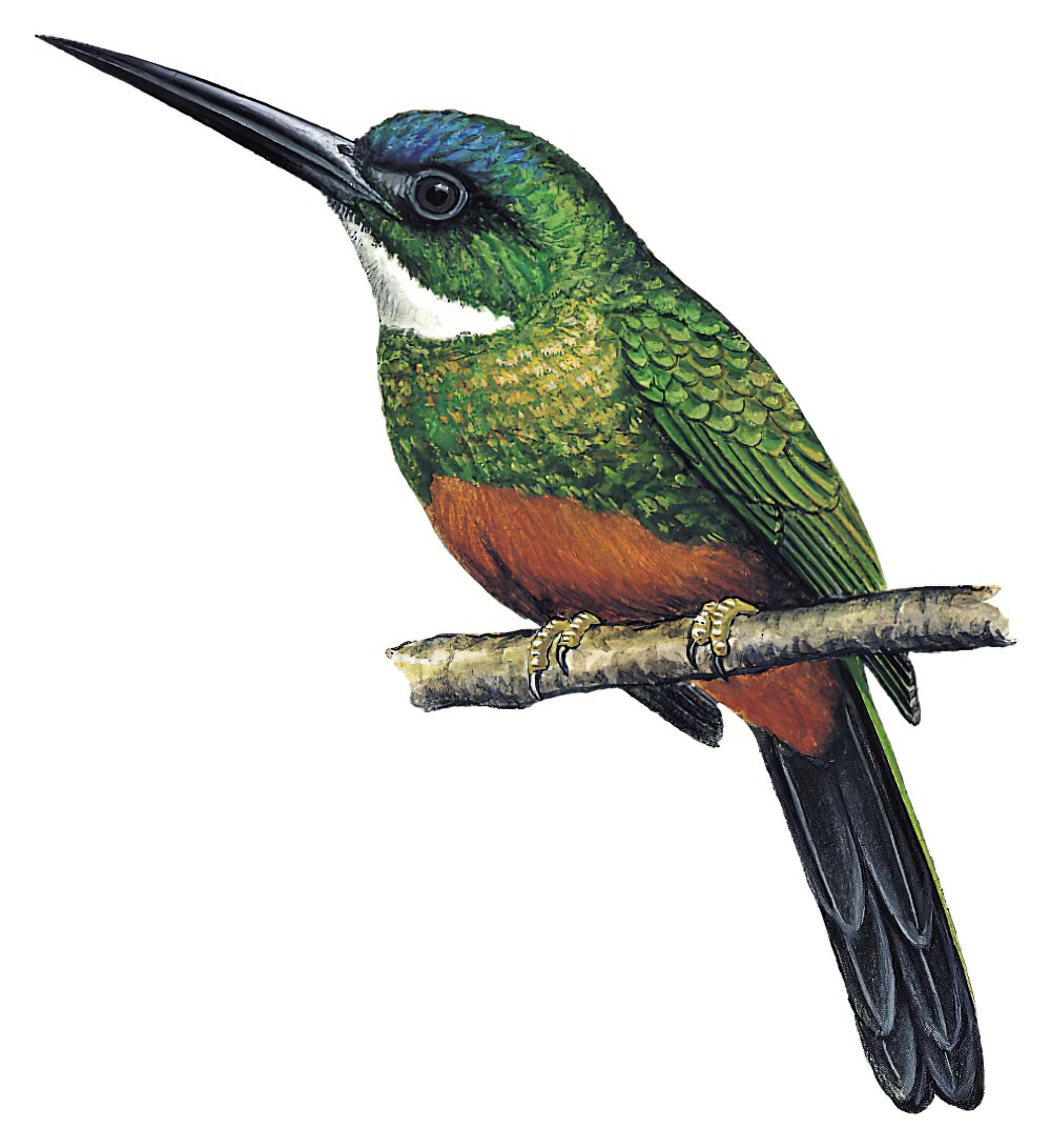 Green-tailed Jacamar / Galbula galbula