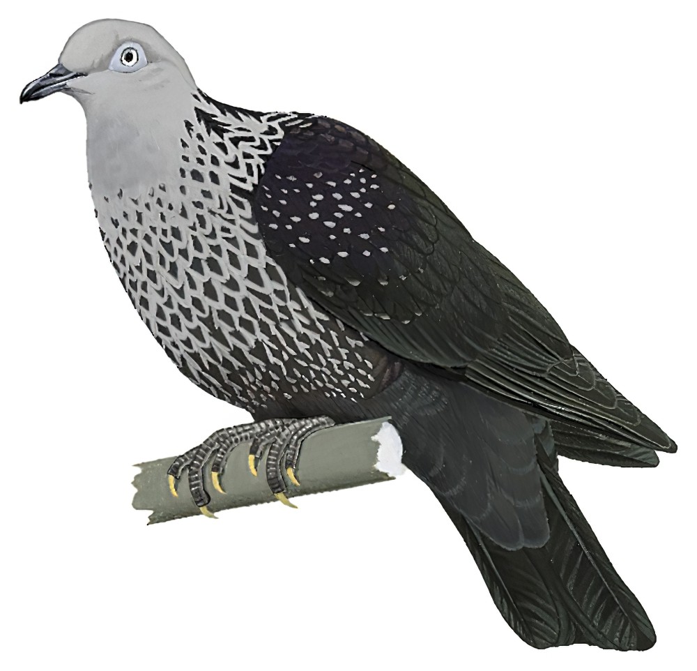 Speckled Wood-Pigeon / Columba hodgsonii