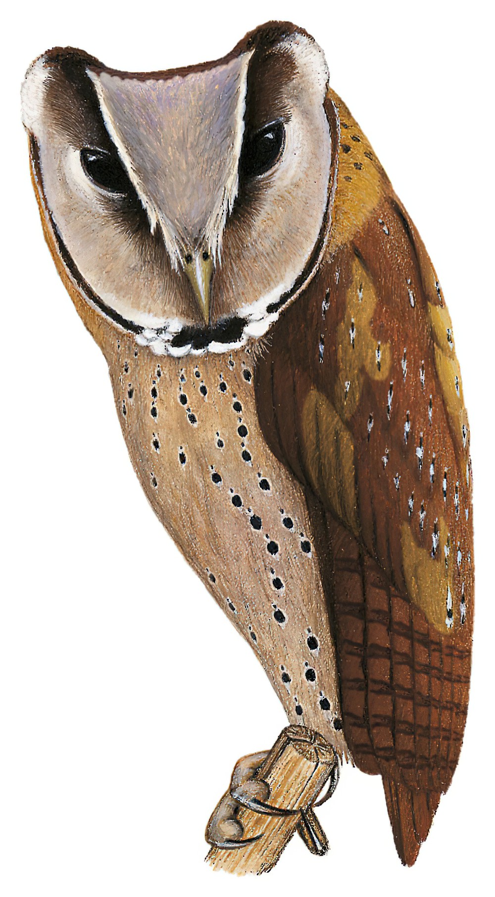 Sri Lanka Bay-Owl / Phodilus assimilis
