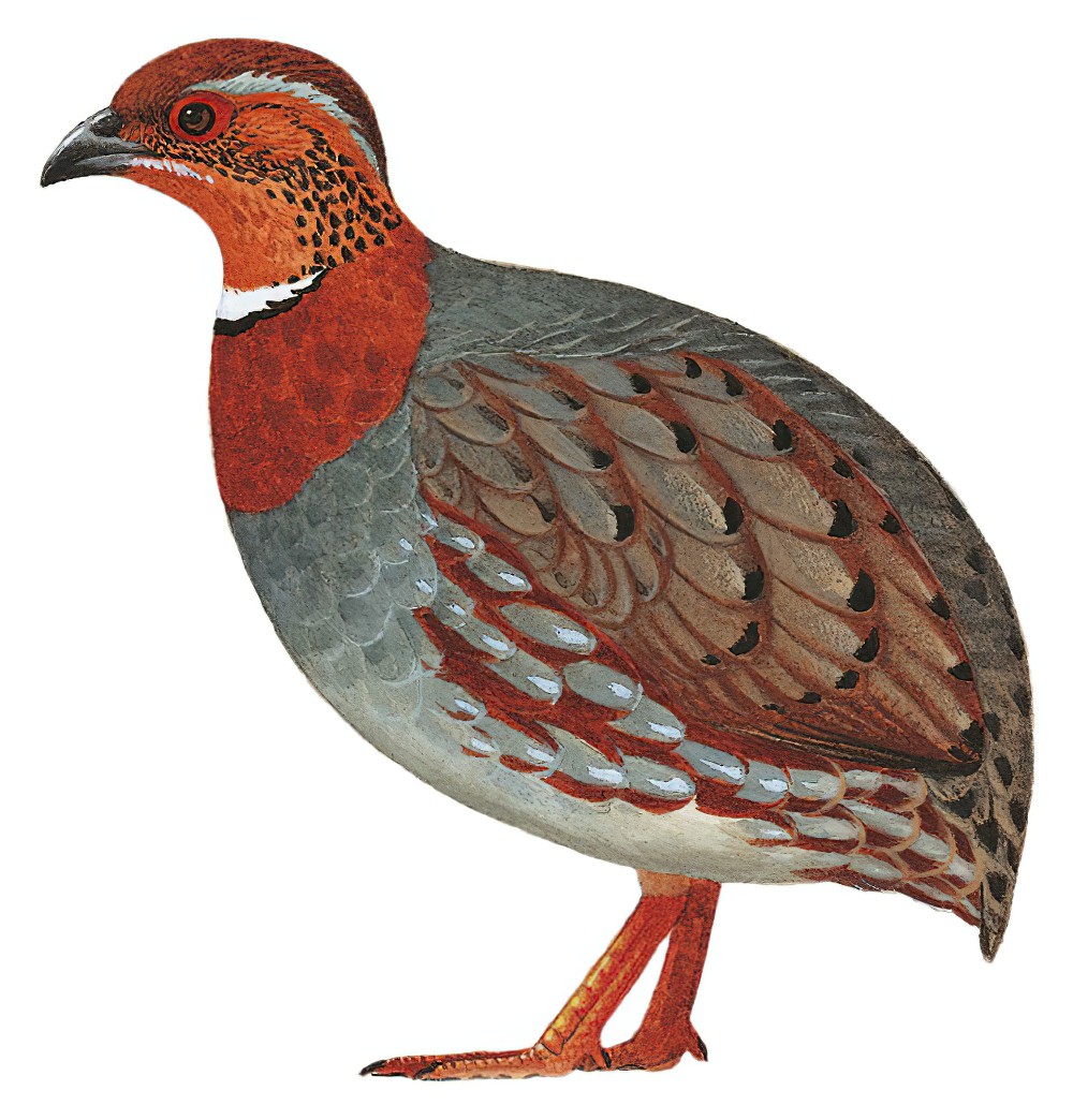 Chestnut-breasted Partridge / Arborophila mandellii