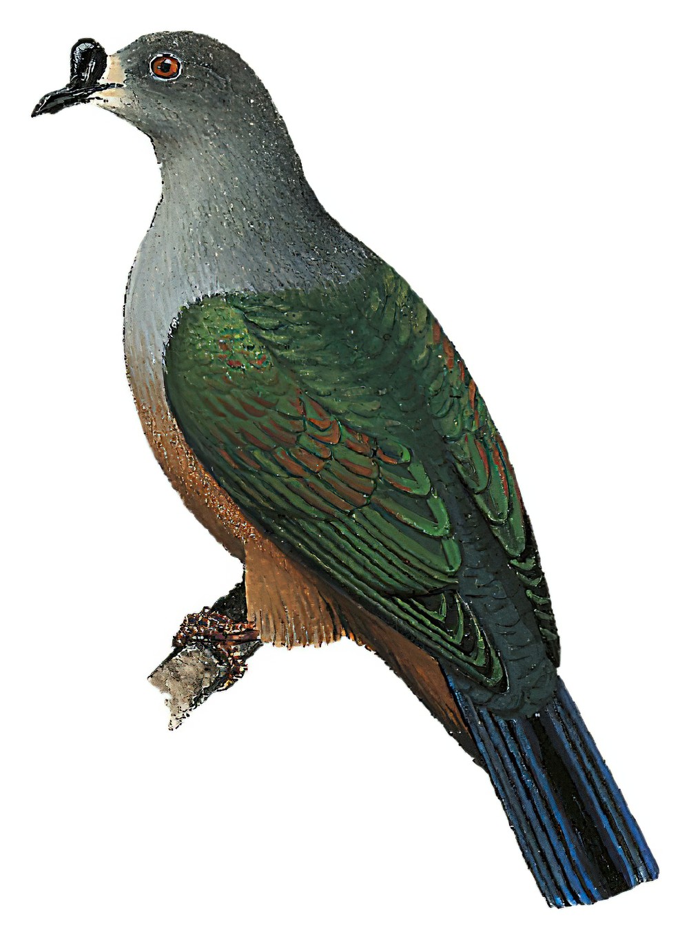 Micronesian Imperial-Pigeon / Ducula oceanica