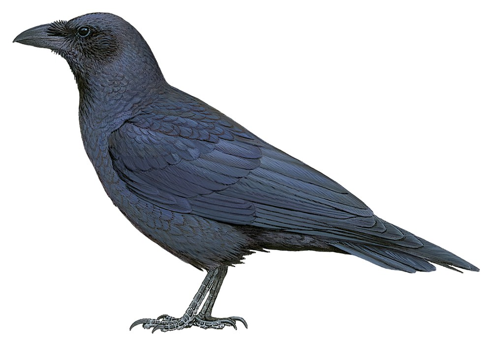 Fan-tailed Raven / Corvus rhipidurus