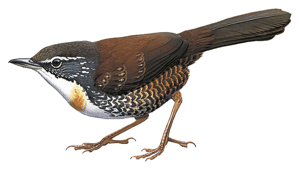 Rusty-belted Tapaculo / Liosceles thoracicus