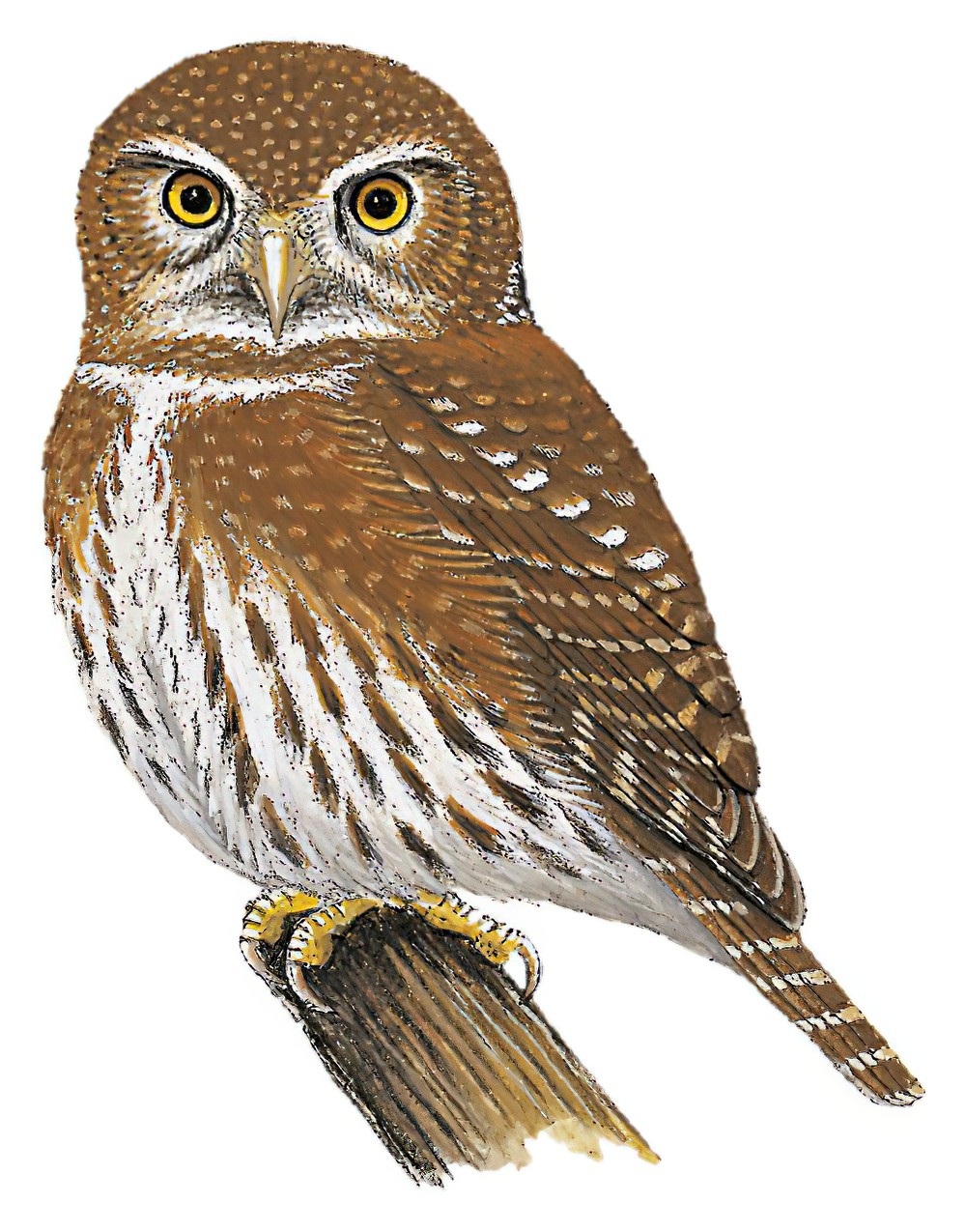 Northern Pygmy-Owl / Glaucidium gnoma