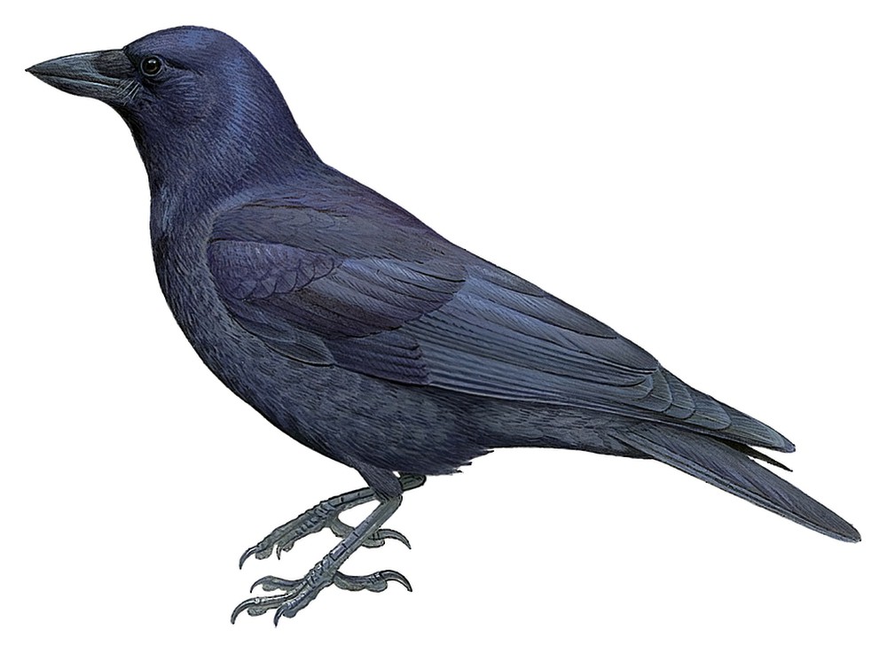 New Caledonian Crow / Corvus moneduloides