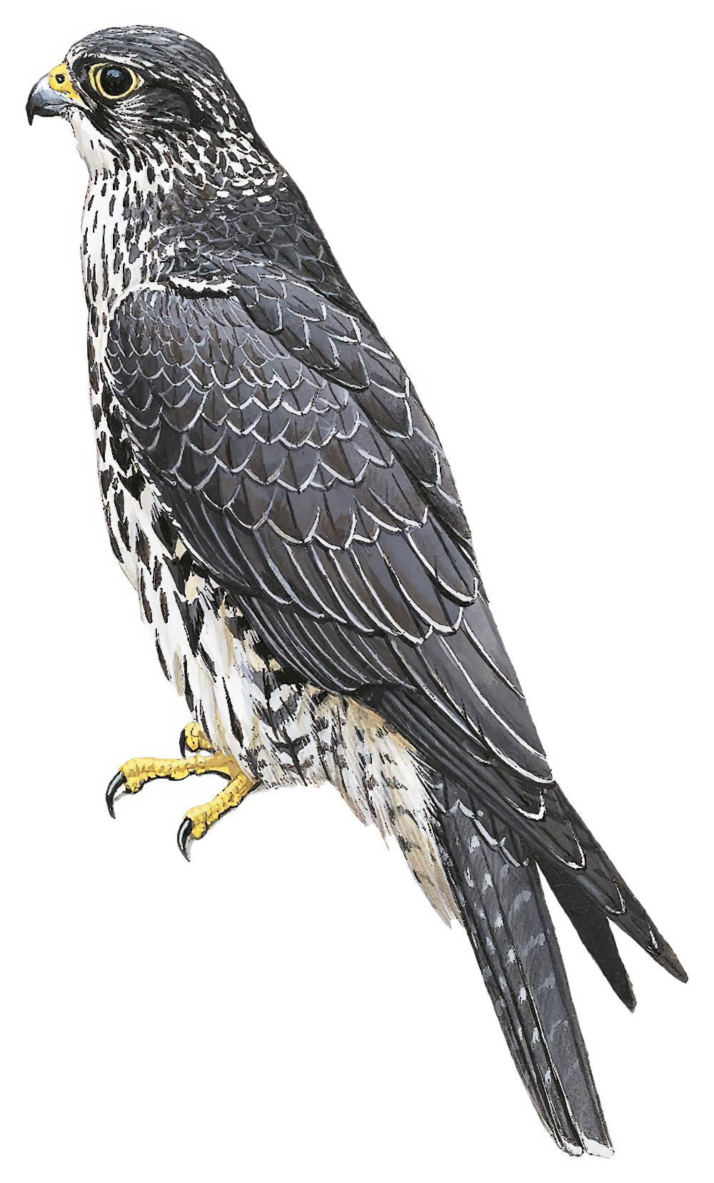 Gyrfalcon / Falco rusticolus