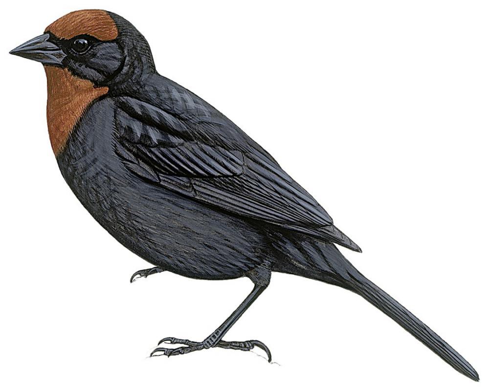 Chestnut-capped Blackbird / Chrysomus ruficapillus
