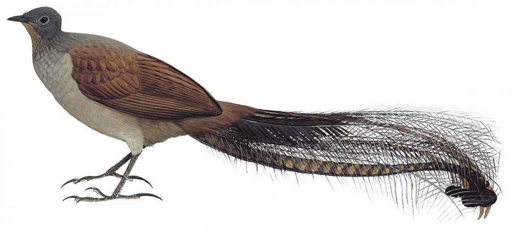 Superb Lyrebird / Menura novaehollandiae