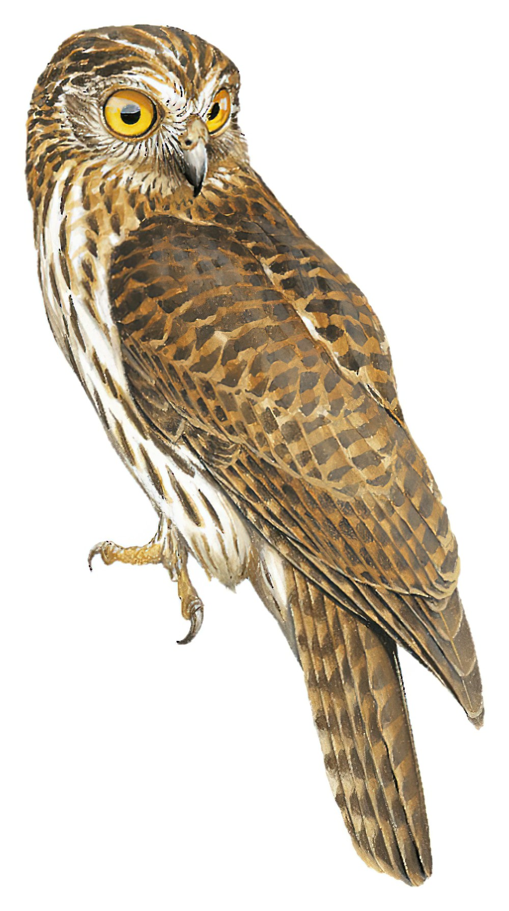 Papuan Owl / Uroglaux dimorpha