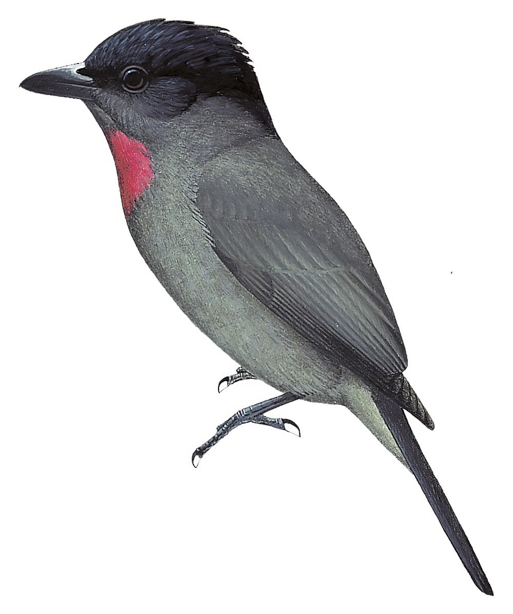 Rose-throated Becard / Pachyramphus aglaiae