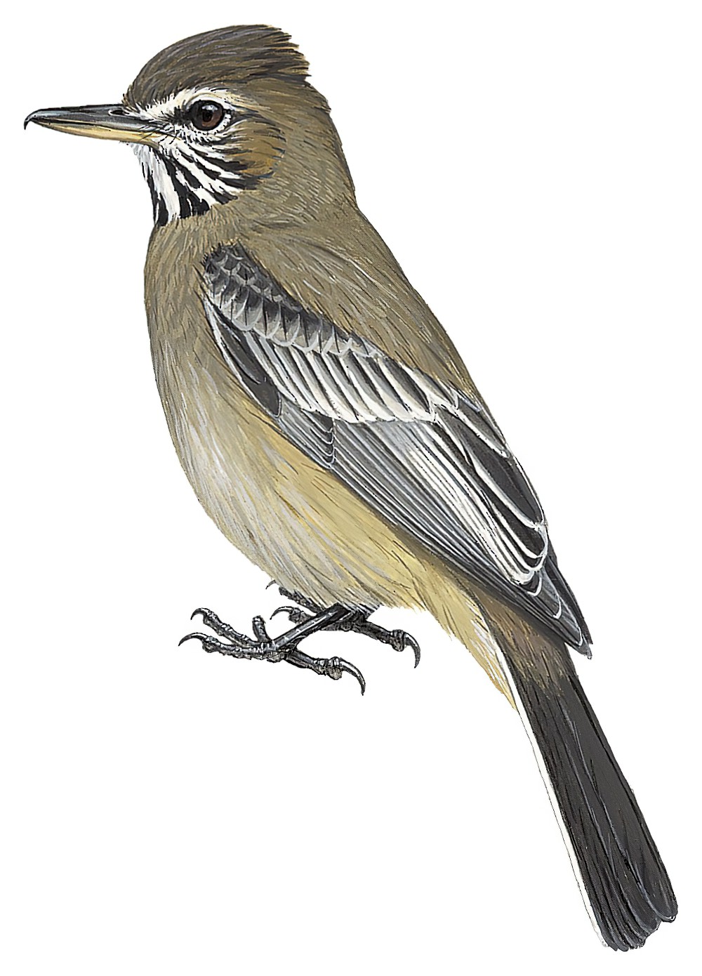 Gray-bellied Shrike-Tyrant / Agriornis micropterus