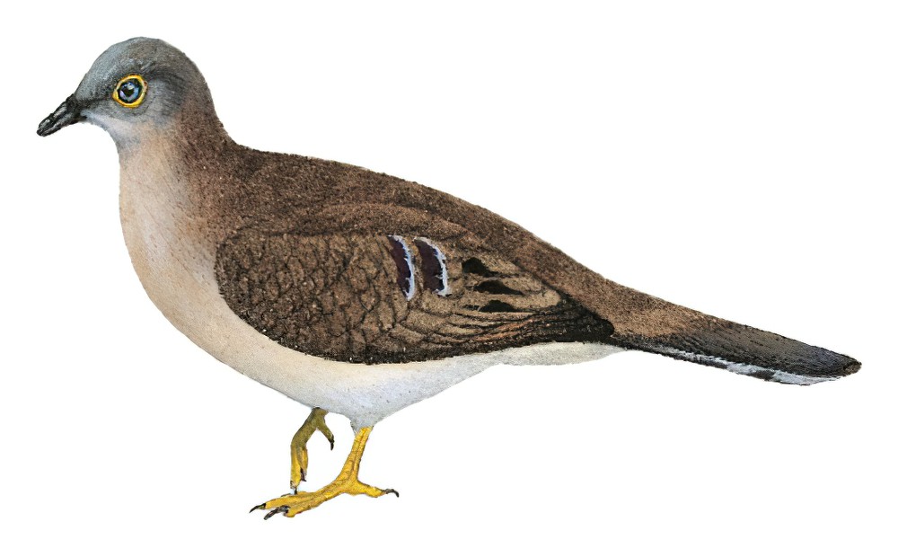 Long-tailed Ground Dove / Uropelia campestris