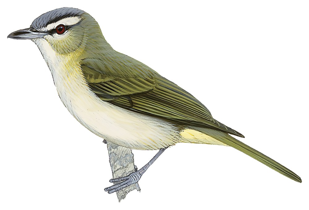 Red-eyed Vireo / Vireo olivaceus