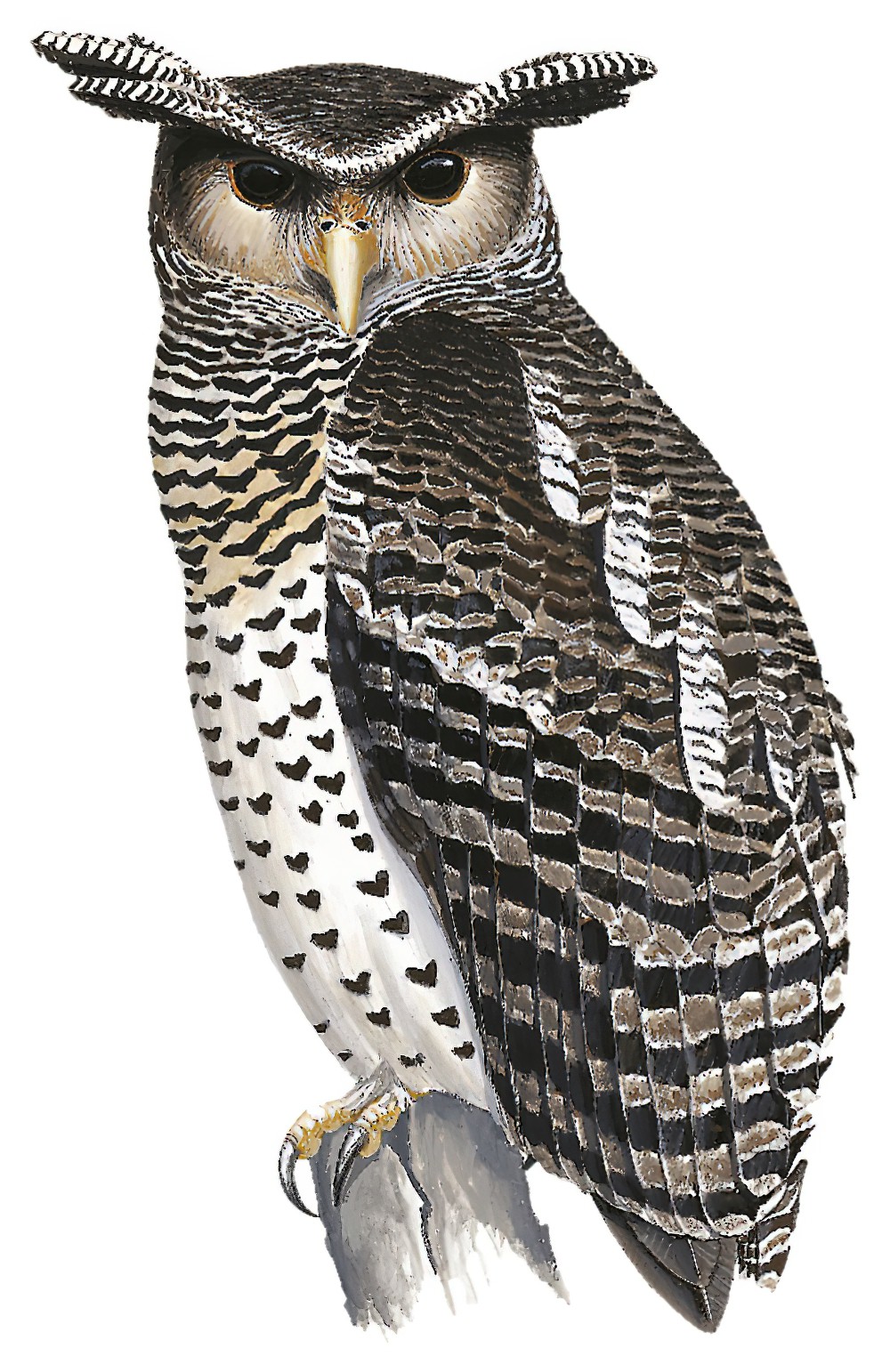 Spot-bellied Eagle-Owl / Bubo nipalensis