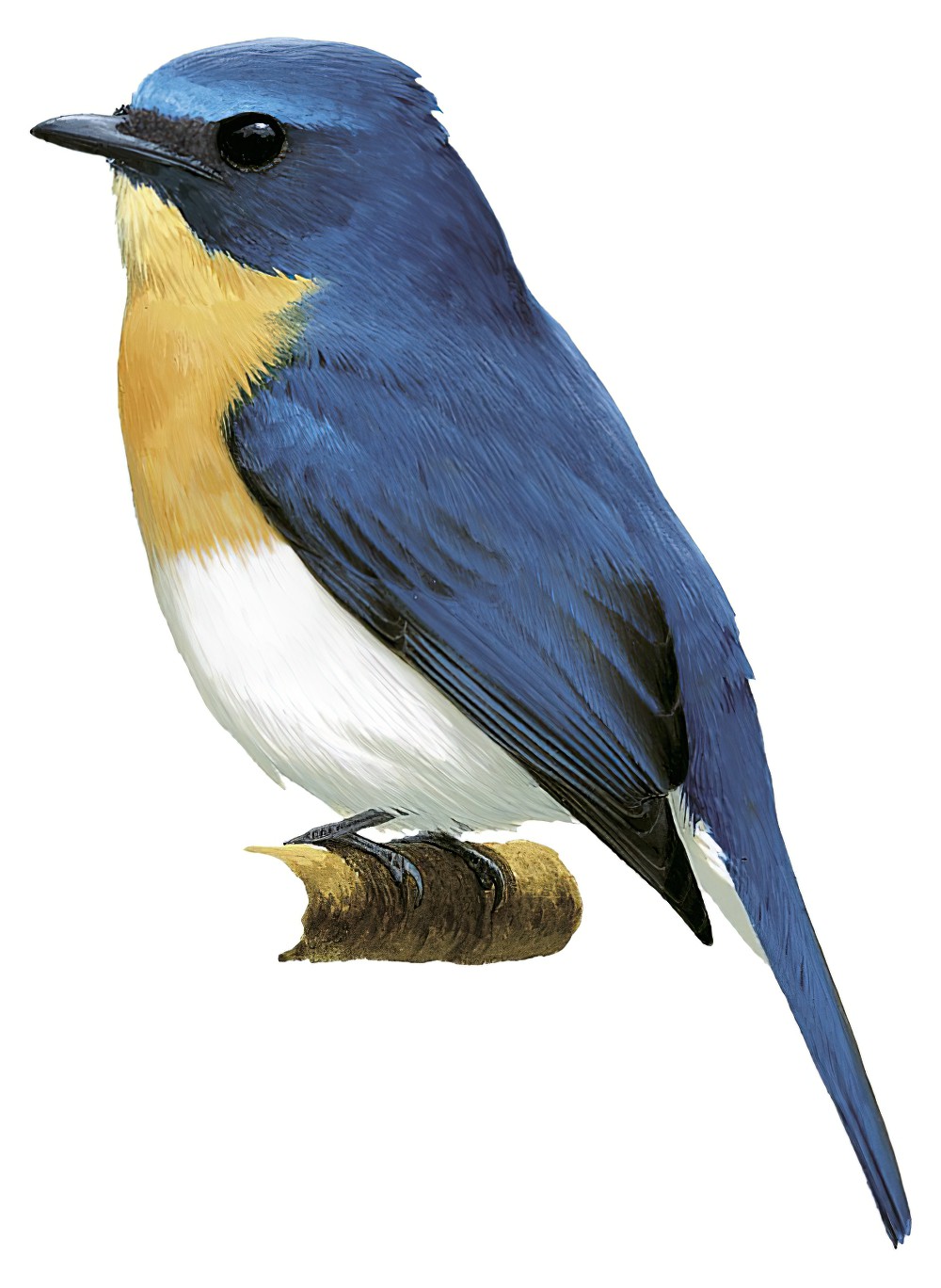 Indochinese Blue Flycatcher / Cyornis sumatrensis
