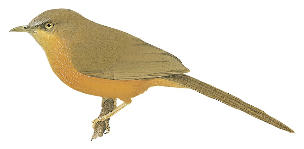 Rufous Chatterer / Turdoides rubiginosa