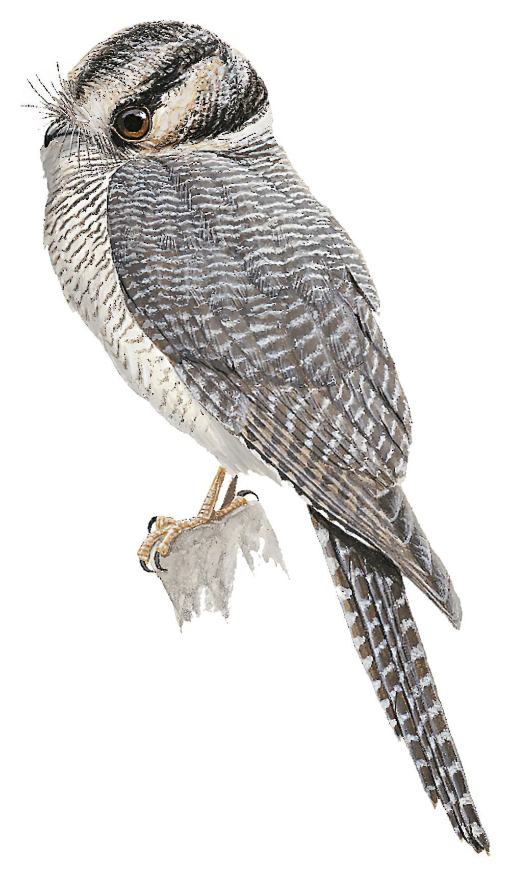 Australian Owlet-nightjar / Aegotheles cristatus