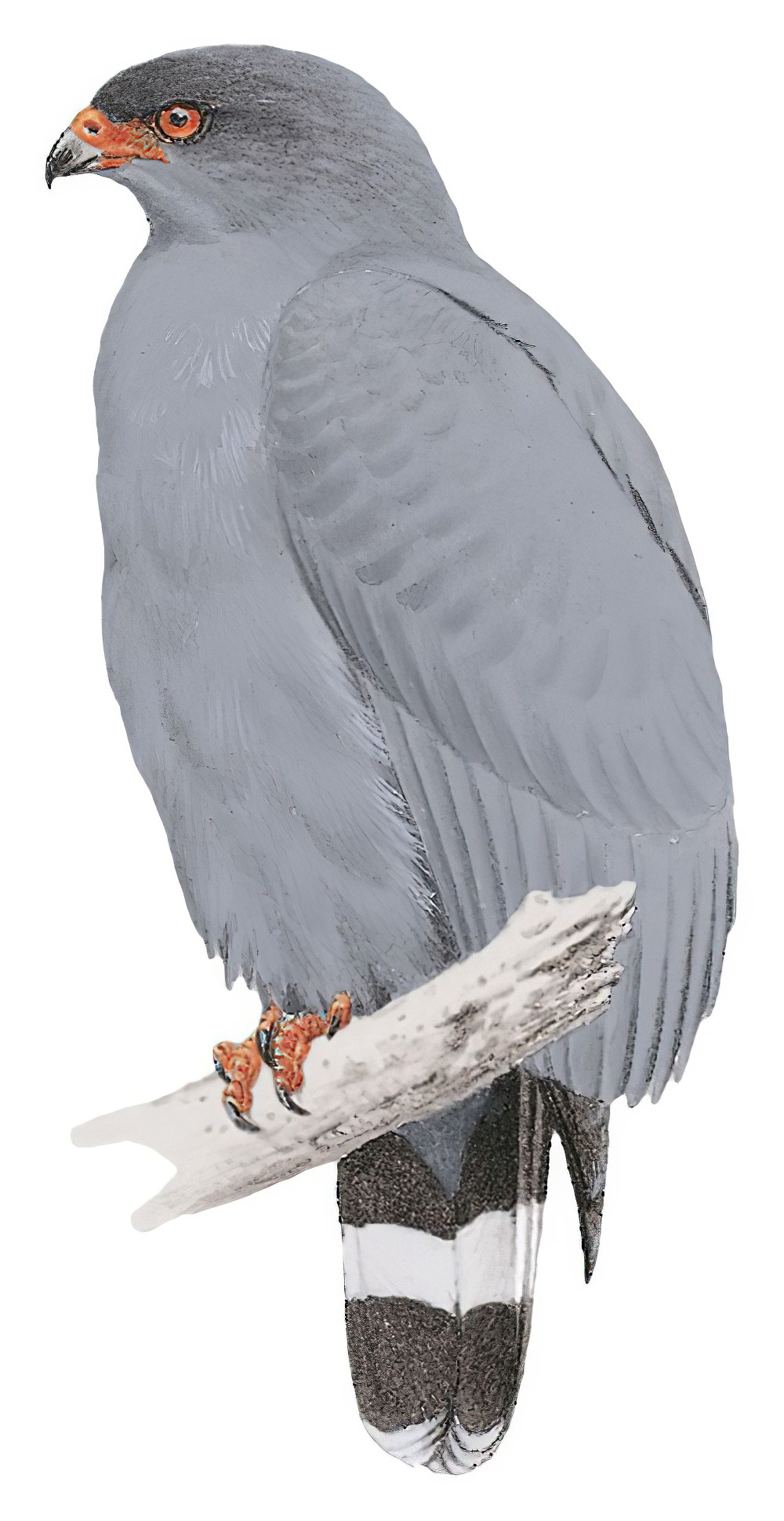 Slate-colored Hawk / Buteogallus schistaceus