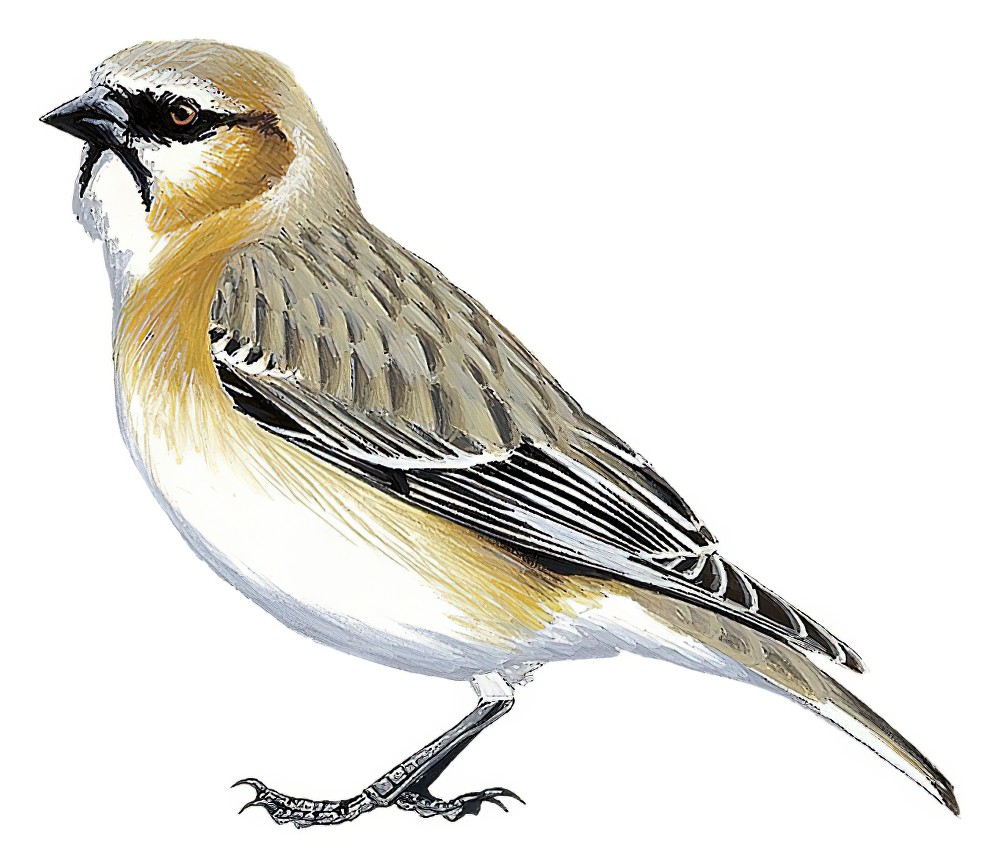 Rufous-necked Snowfinch / Montifringilla ruficollis
