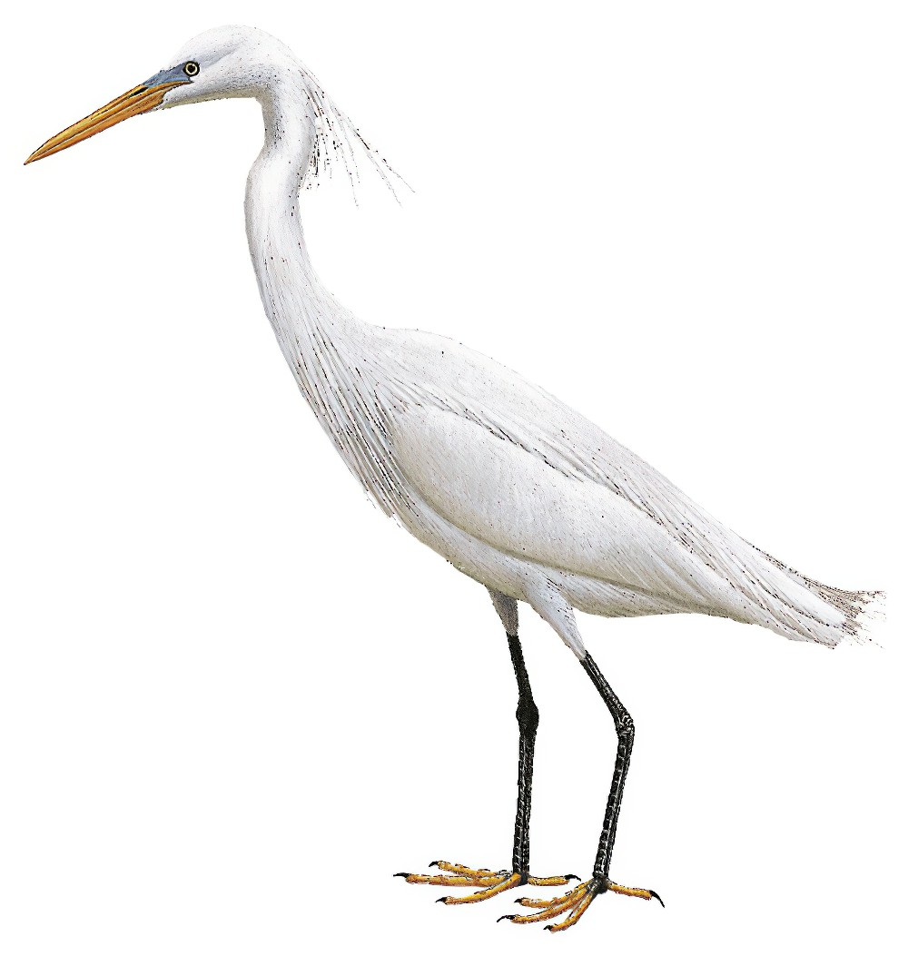 Chinese Egret / Egretta eulophotes