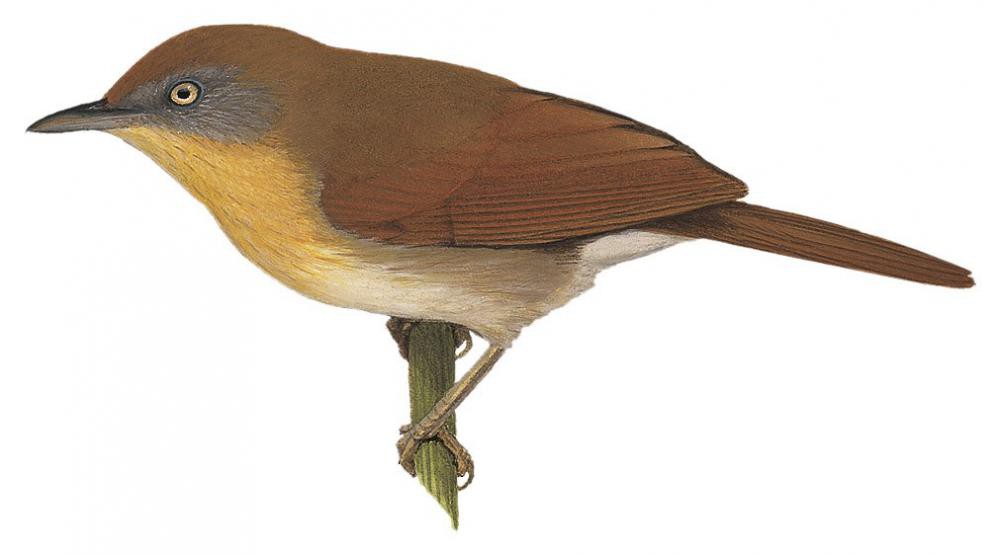 Gray-cheeked Tit-Babbler / Mixornis flavicollis