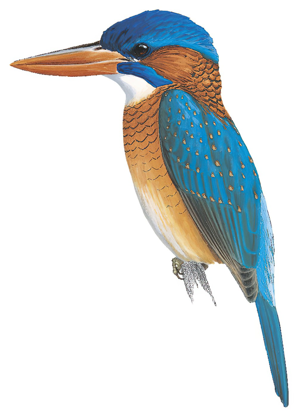Blue-capped Kingfisher / Actenoides hombroni