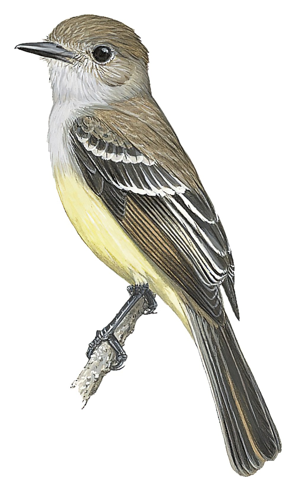Galapagos Flycatcher / Myiarchus magnirostris