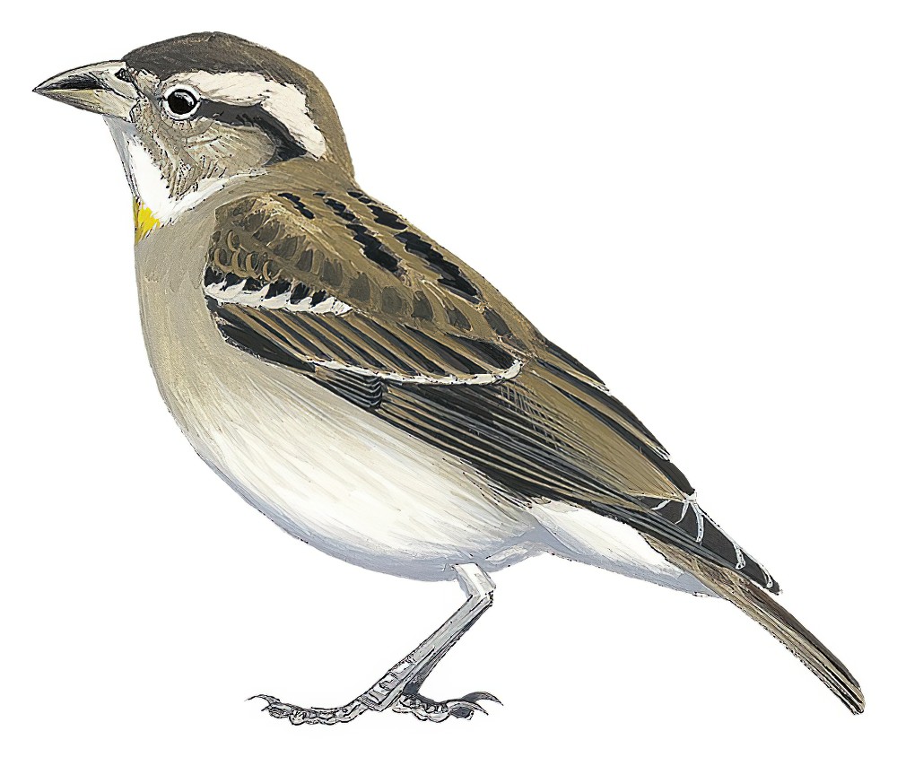 Yellow-throated Bush Sparrow / Gymnoris superciliaris