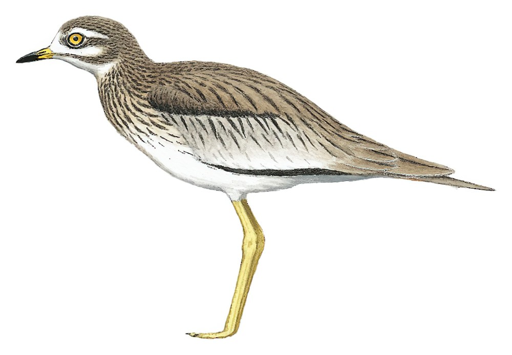Senegal Thick-knee / Burhinus senegalensis
