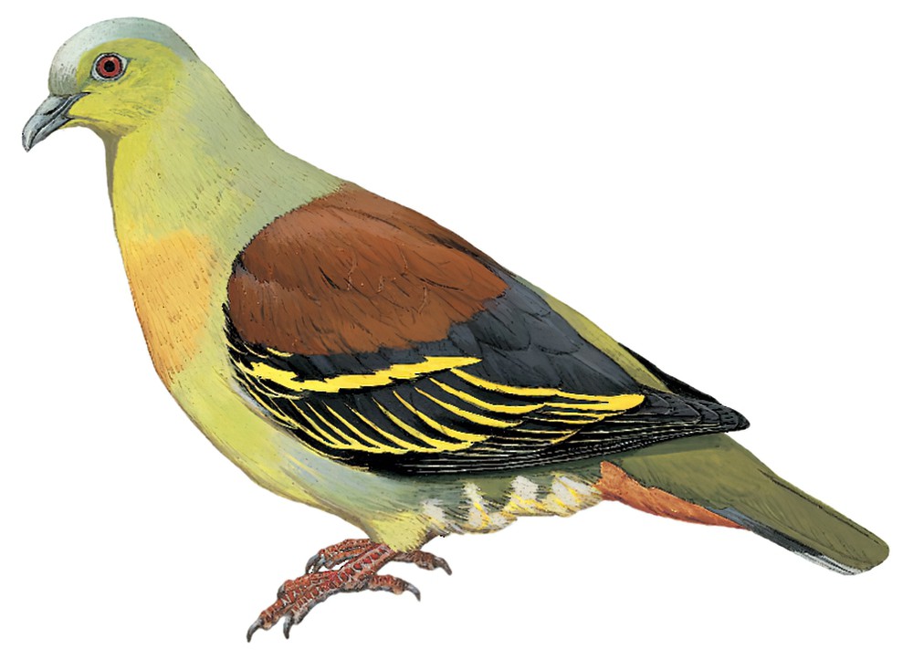 Ashy-headed Green-Pigeon / Treron phayrei