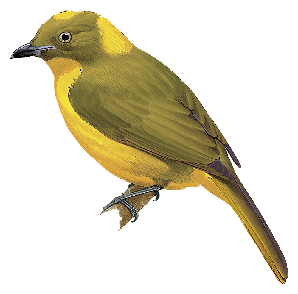 Golden Bowerbird / Amblyornis newtoniana