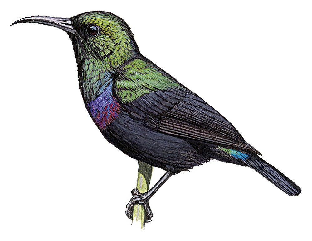 Purple-banded Sunbird / Cinnyris bifasciatus
